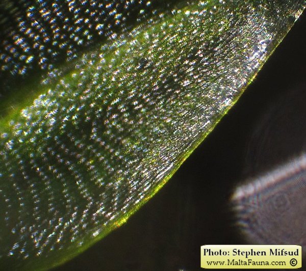 Bryum donianum (Don's Thread-moss). This page is part of www.MaltaWildPlants.com website by Stephen Mifsud, Malta