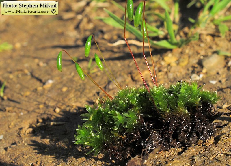 Bryum donianum (Don's Thread-moss). This page is part of www.MaltaWildPlants.com website by Stephen Mifsud, Malta