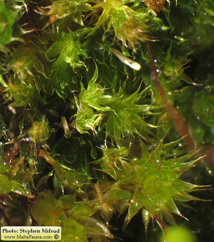 Bryum donianum (Don's Thread-moss). This page is part of www.MaltaWildPlants.com website by Stephen Mifsud, Malta