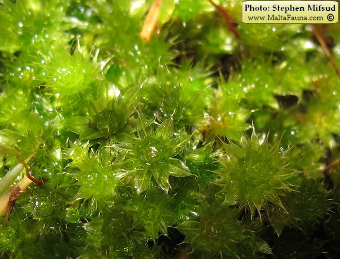 Bryum donianum (Don's Thread-moss). This page is part of www.MaltaWildPlants.com website by Stephen Mifsud, Malta