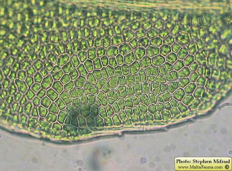 Fissidens incurvus (Short-leaved Pocket-moss). This page is part of www.MaltaWildPlants.com website by Stephen Mifsud, Malta