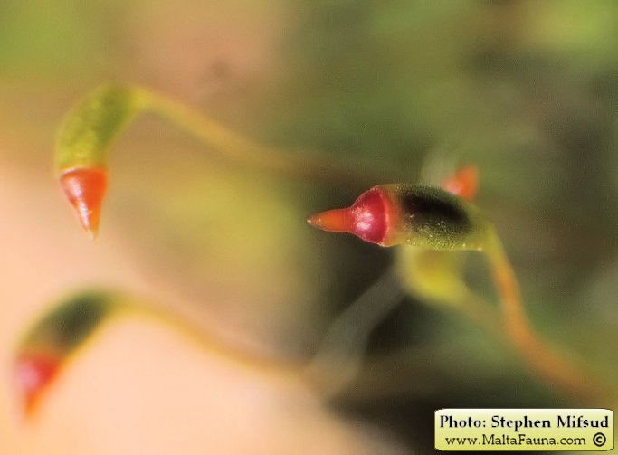 Fissidens incurvus (Short-leaved Pocket-moss). This page is part of www.MaltaWildPlants.com website by Stephen Mifsud, Malta