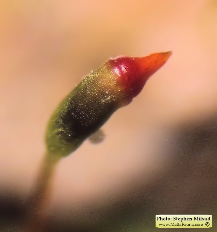 Fissidens incurvus (Short-leaved Pocket-moss). This page is part of www.MaltaWildPlants.com website by Stephen Mifsud, Malta