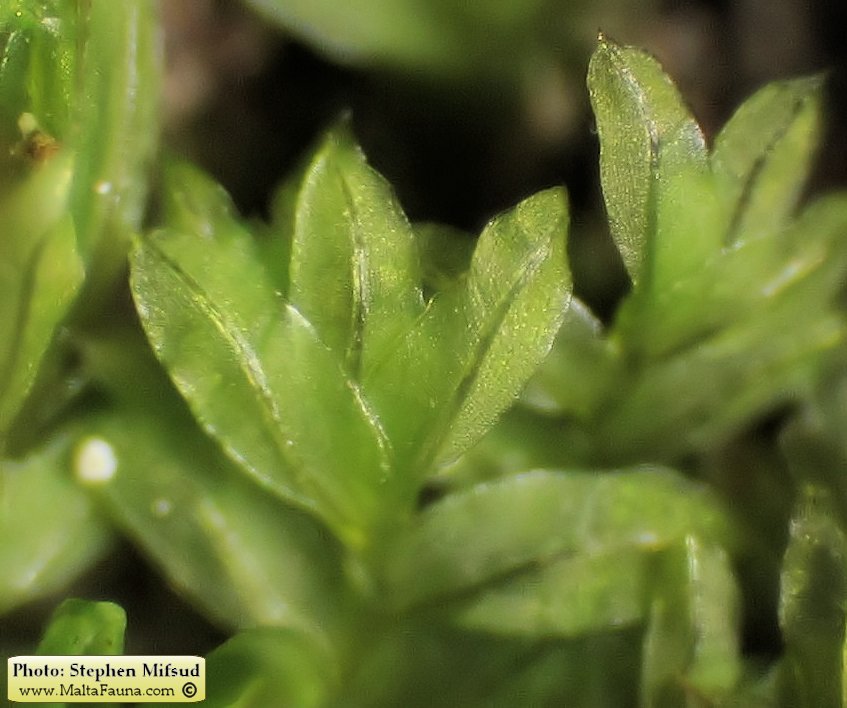 Fissidens incurvus (Short-leaved Pocket-moss). This page is part of www.MaltaWildPlants.com website by Stephen Mifsud, Malta