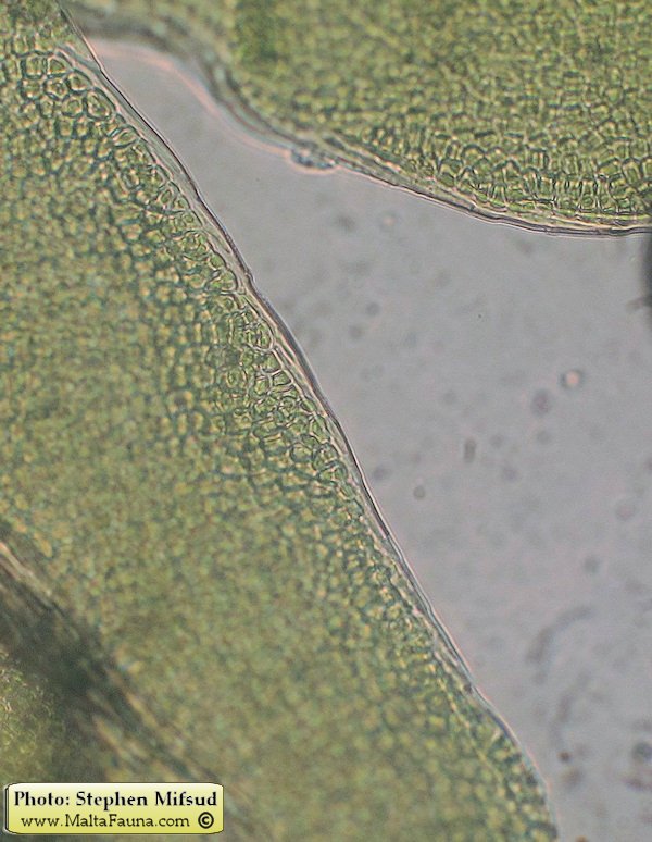 Fissidens incurvus (Short-leaved Pocket-moss). This page is part of www.MaltaWildPlants.com website by Stephen Mifsud, Malta