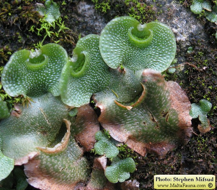Lunularia cruciata (Crescent-cup Liverwort). This page is part of www.MaltaWildPlants.com website by Stephen Mifsud, Malta