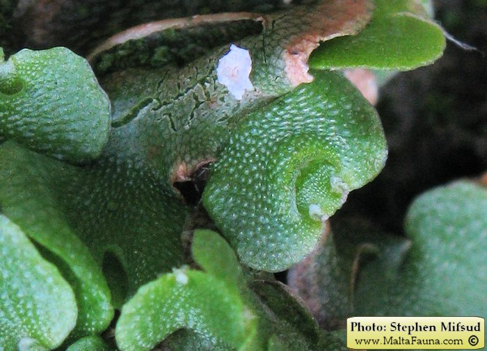 Lunularia cruciata (Crescent-cup Liverwort). This page is part of www.MaltaWildPlants.com website by Stephen Mifsud, Malta