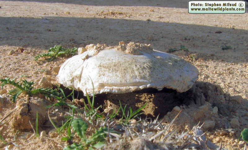 Agaricus campestris var. campestris (Field Mushroom). This page is part of www.MaltaWildPlants.com website by Stephen Mifsud, Malta