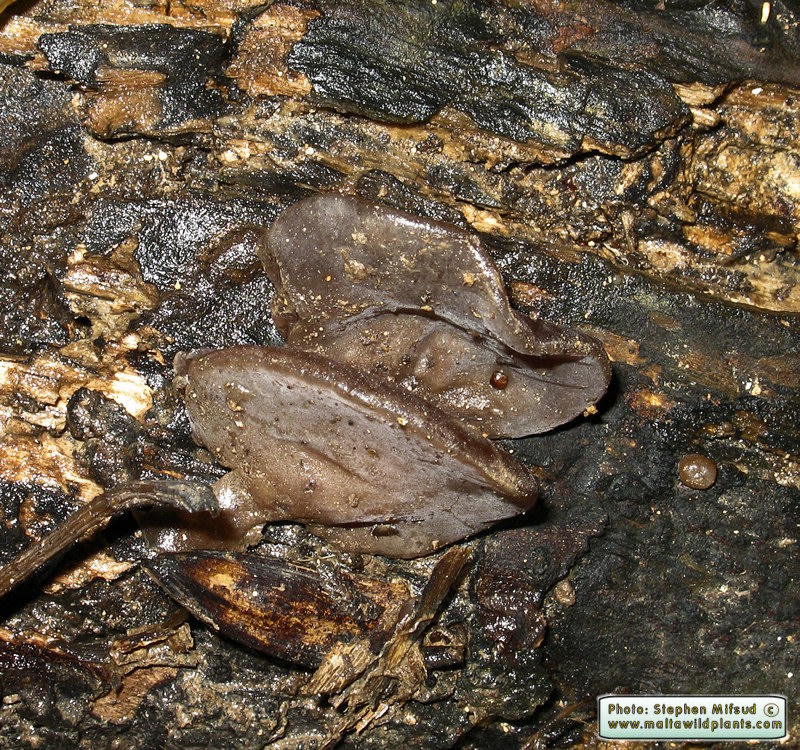Auricularia auricula-judae (Jew's Ear). This page is part of www.MaltaWildPlants.com website by Stephen Mifsud, Malta