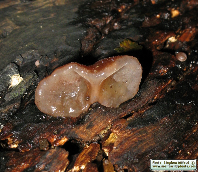 Auricularia auricula-judae (Jew's Ear). This page is part of www.MaltaWildPlants.com website by Stephen Mifsud, Malta