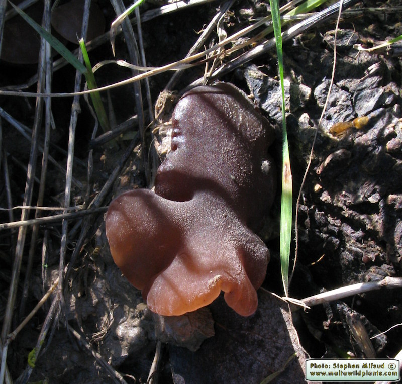Auricularia auricula-judae (Jew's Ear). This page is part of www.MaltaWildPlants.com website by Stephen Mifsud, Malta