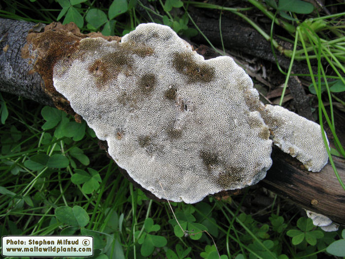 Coriolopsis gallica (Polypore fungus). This page is part of www.MaltaWildPlants.com website by Stephen Mifsud, Malta