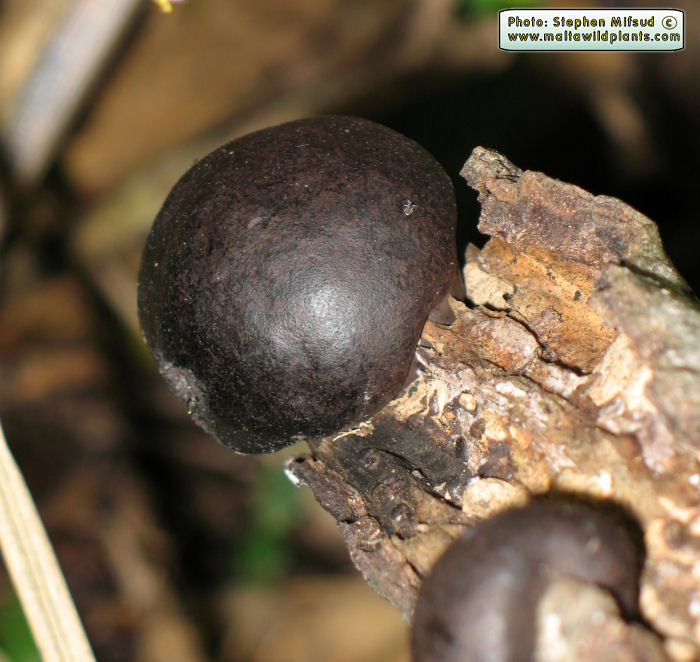 Daldinia concentrica (Cramp Balls). This page is part of www.MaltaWildPlants.com website by Stephen Mifsud, Malta