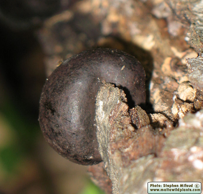 Daldinia concentrica (Cramp Balls). This page is part of www.MaltaWildPlants.com website by Stephen Mifsud, Malta