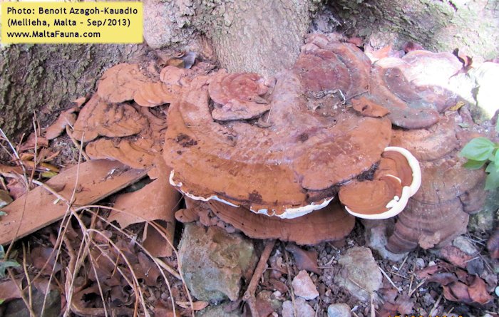 Ganoderma australe (Southern Bracket). This page is part of www.MaltaWildPlants.com website by Stephen Mifsud, Malta