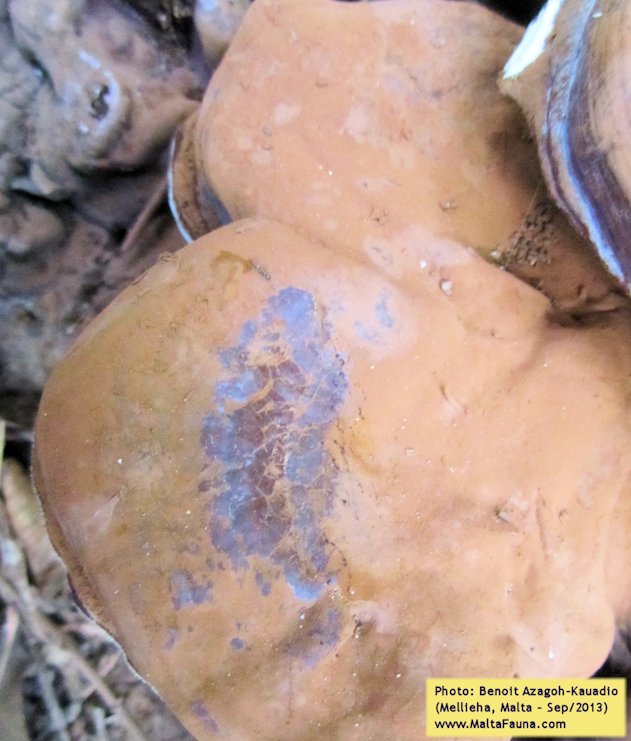 Ganoderma australe (Southern Bracket). This page is part of www.MaltaWildPlants.com website by Stephen Mifsud, Malta
