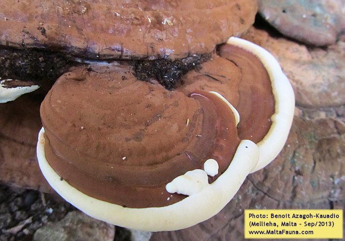 Ganoderma australe (Southern Bracket). This page is part of www.MaltaWildPlants.com website by Stephen Mifsud, Malta