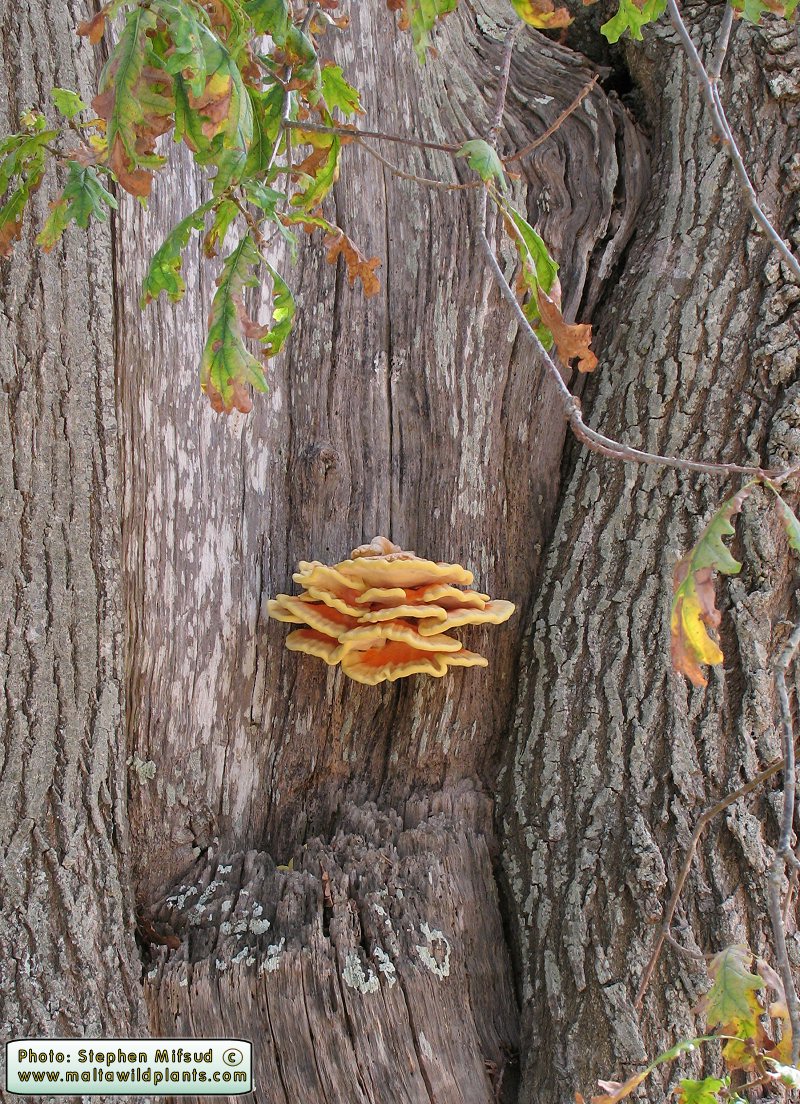 Laetiporus sulphureus (Chicken of the Woods). This page is part of www.MaltaWildPlants.com website by Stephen Mifsud, Malta