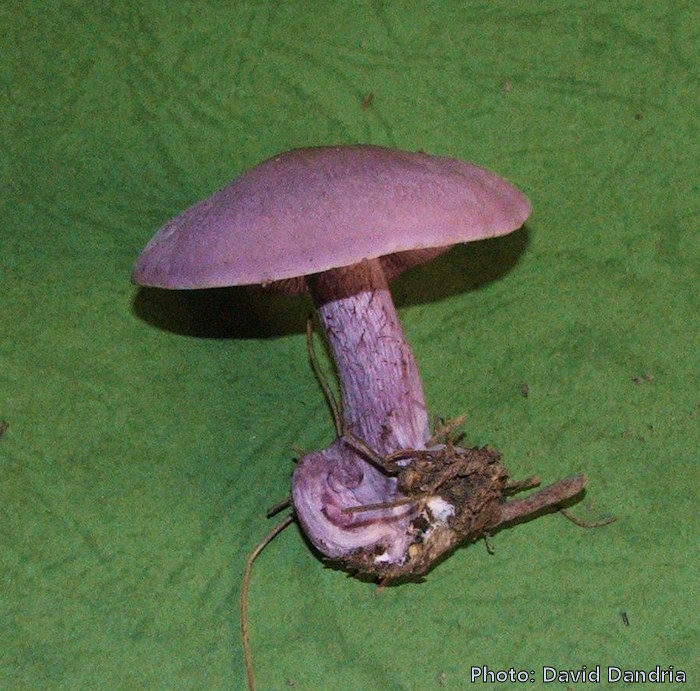 Lepista nuda (Wood blewits). This page is part of www.MaltaWildPlants.com website by Stephen Mifsud, Malta