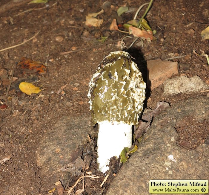 Phallus impudicus (Common stinkhorn). This page is part of www.MaltaWildPlants.com website by Stephen Mifsud, Malta