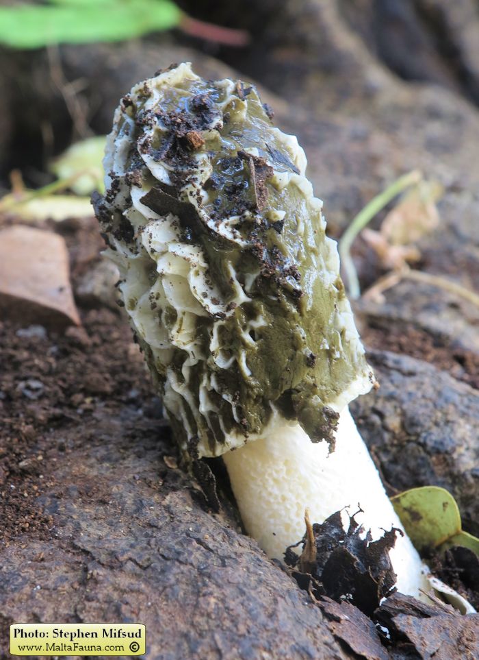 Phallus impudicus (Common stinkhorn). This page is part of www.MaltaWildPlants.com website by Stephen Mifsud, Malta