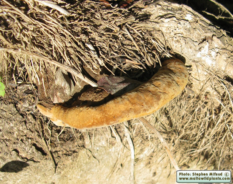 Phellinus torulosus (Eucalyptus white rot). This page is part of www.MaltaWildPlants.com website by Stephen Mifsud, Malta