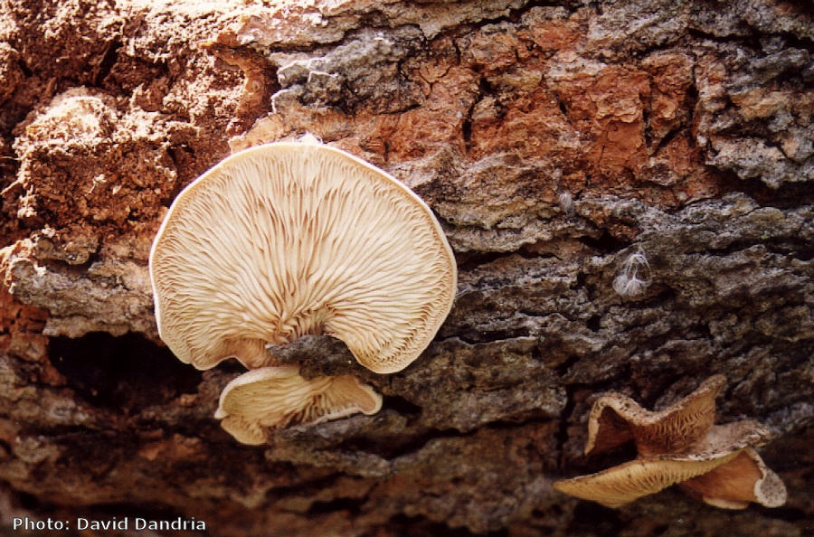 Pleurotus pulmonarius (Indian Oyster). This page is part of www.MaltaWildPlants.com website by Stephen Mifsud, Malta