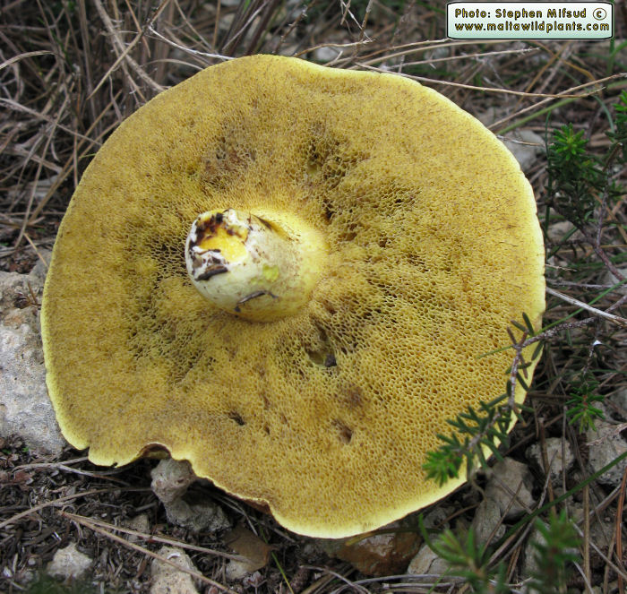 Suillus collinitus (Pine Boletus). This page is part of www.MaltaWildPlants.com website by Stephen Mifsud, Malta