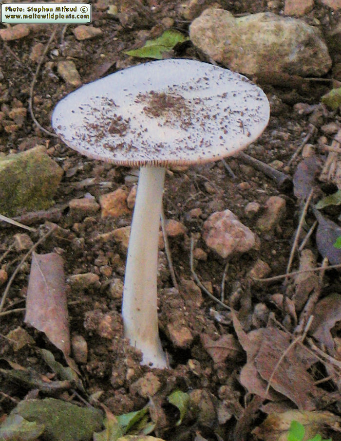 Volvopluteus gloiocephalus (Stubble rosegill). This page is part of www.MaltaWildPlants.com website by Stephen Mifsud, Malta