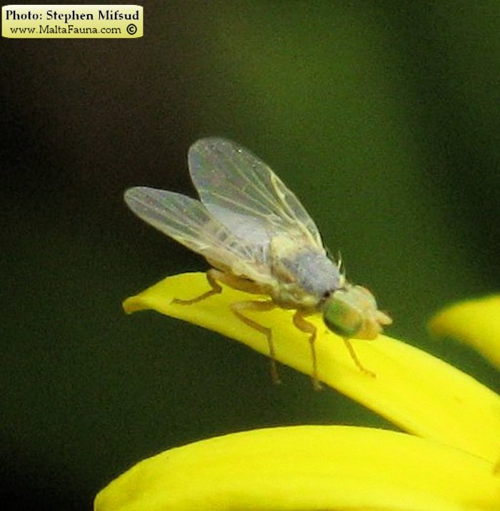 Acanthophilus helianthi (Safflower fly)
- (Click for hires photos and details)
