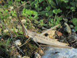Acrida ungarica mediterranea (Mediterranean slant-faced grasshopper)
- (Click for hires photos and details)