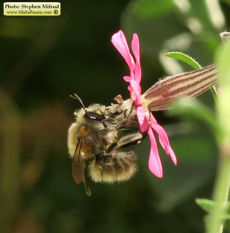 Anthophora plumipes (Hairy-footed flower bee)
- (Click for hires photos and details)