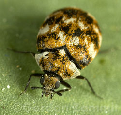 Anthrenus verbasci (Varied Carpet Beetle)
- (Click for hires photos and details)