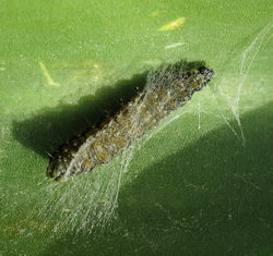 Aphelia peramplana vallettai (English name not known)
- (Click for hires photos and details)