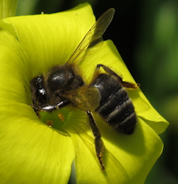 Apis mellifera ruttneri (Maltese Honey Bee)
- (Click for hires photos and details)