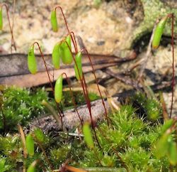 Bryum donianum (Don's Thread-moss)
- (Click for hires photos and details)