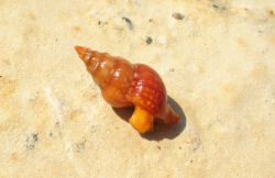 Buccinulum corneum (Spindle euthria)
- (Click for hires photos and details)