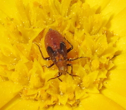 Calocoris nemoralis ()
- (Click for hires photos and details)