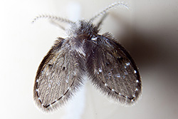 Clogmia albipunctata (Moth Fly)
- (Click for hires photos and details)