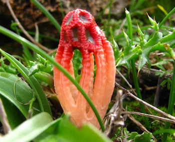 Colus hirudinosus (Colus)
- (Click for hires photos and details)