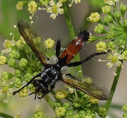 Cylindromyia intermedia (Red-Tailed Tachinid)
- (Click for hires photos and details)