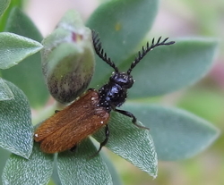 Drilus flavescens ()
- (Click for hires photos and details)
