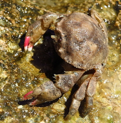 Dromia personata (Sponge Crab)
- (Click for hires photos and details)