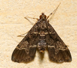 Duponchelia fovealis (European pepper moth)
- (Click for hires photos and details)