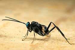 Evania appendigaster ()
- (Click for hires photos and details)