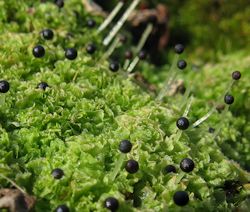 Fossombronia caespitiformis (Spanish Frillwort)
- (Click for hires photos and details)