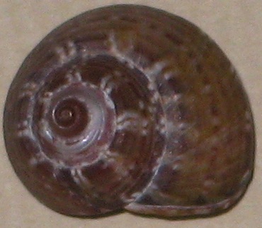 Gibbula umbilicaris ()
- (Click for hires photos and details)