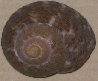 Gibbula varia (Variable Topshell)
- (Click for hires photos and details)