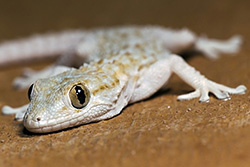 Hemidactylus turcicus (Mediterranean house gecko)
- (Click for hires photos and details)