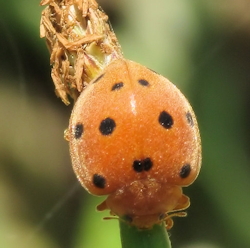 Henosepilachna elaterii (Melon ladybird)
- (Click for hires photos and details)